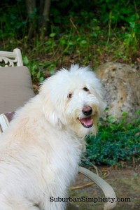 Goldendoodle-in-backyard