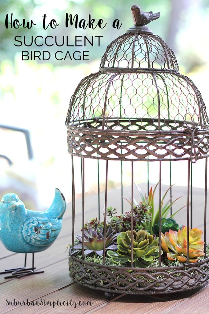 Decorate with Succulents in Birdcage
