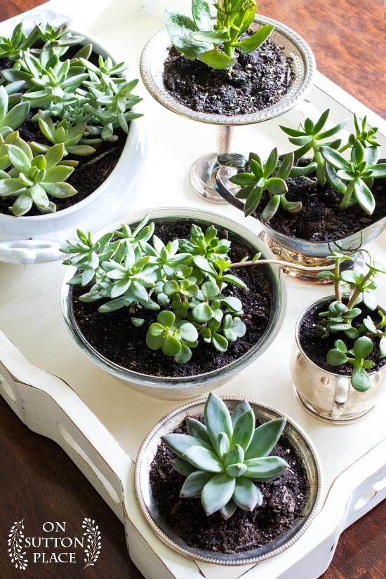 coffee-table-succulent-garden-on-a-tray