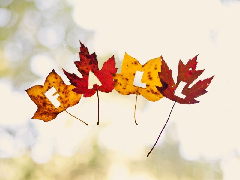 Decorate for Fall on a Budget