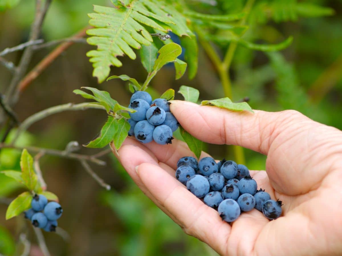 Hand picking blueberries.